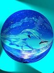 pic for Dolphin globe